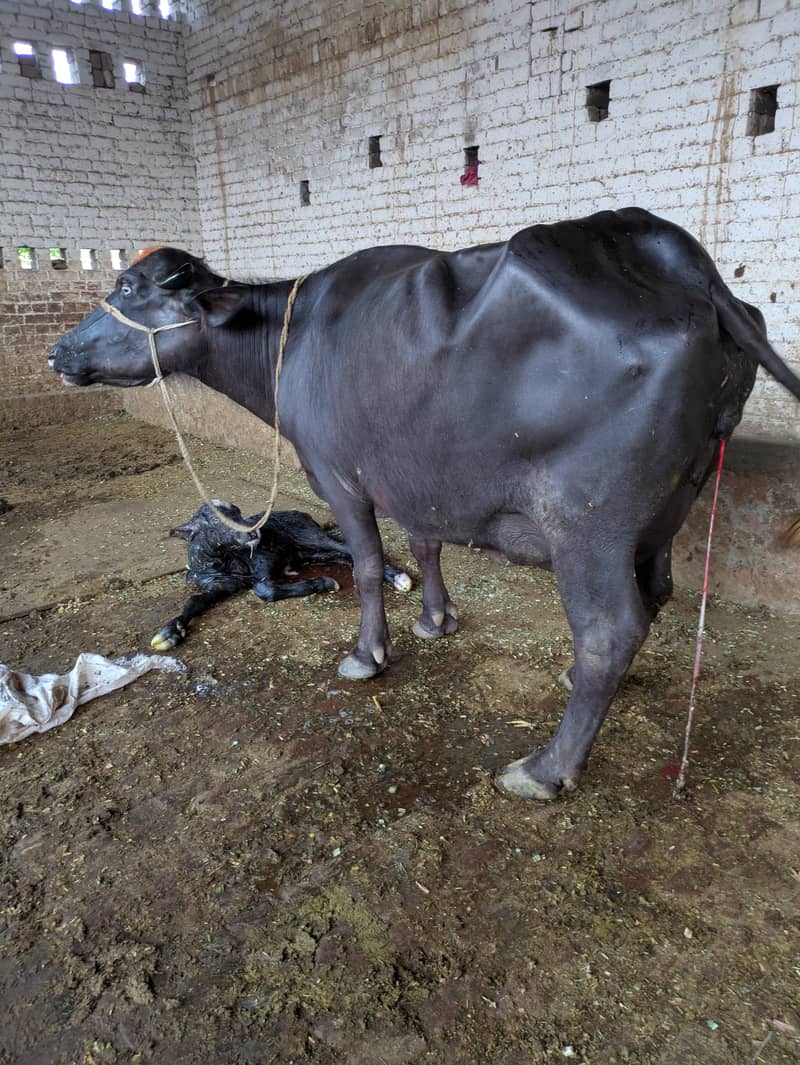 نیلی راوی جھہوٹی دوسرا سوا تازہ ساتھ کٹی 2