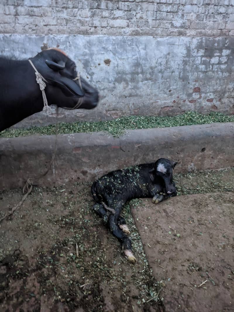 نیلی راوی جھہوٹی دوسرا سوا تازہ ساتھ کٹی 4