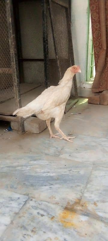Heera Aseel | Heera Female| Heera Madi