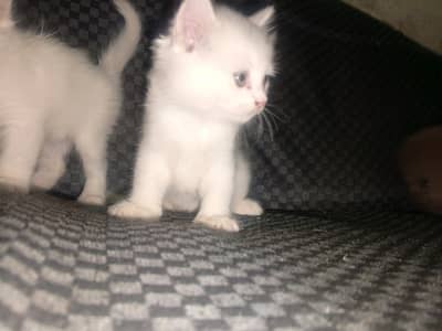 cute kitten