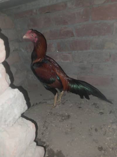 aseel mianwali