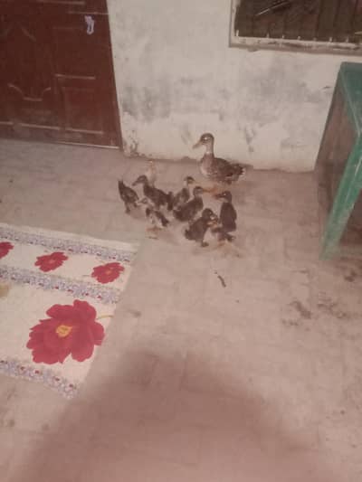ducks