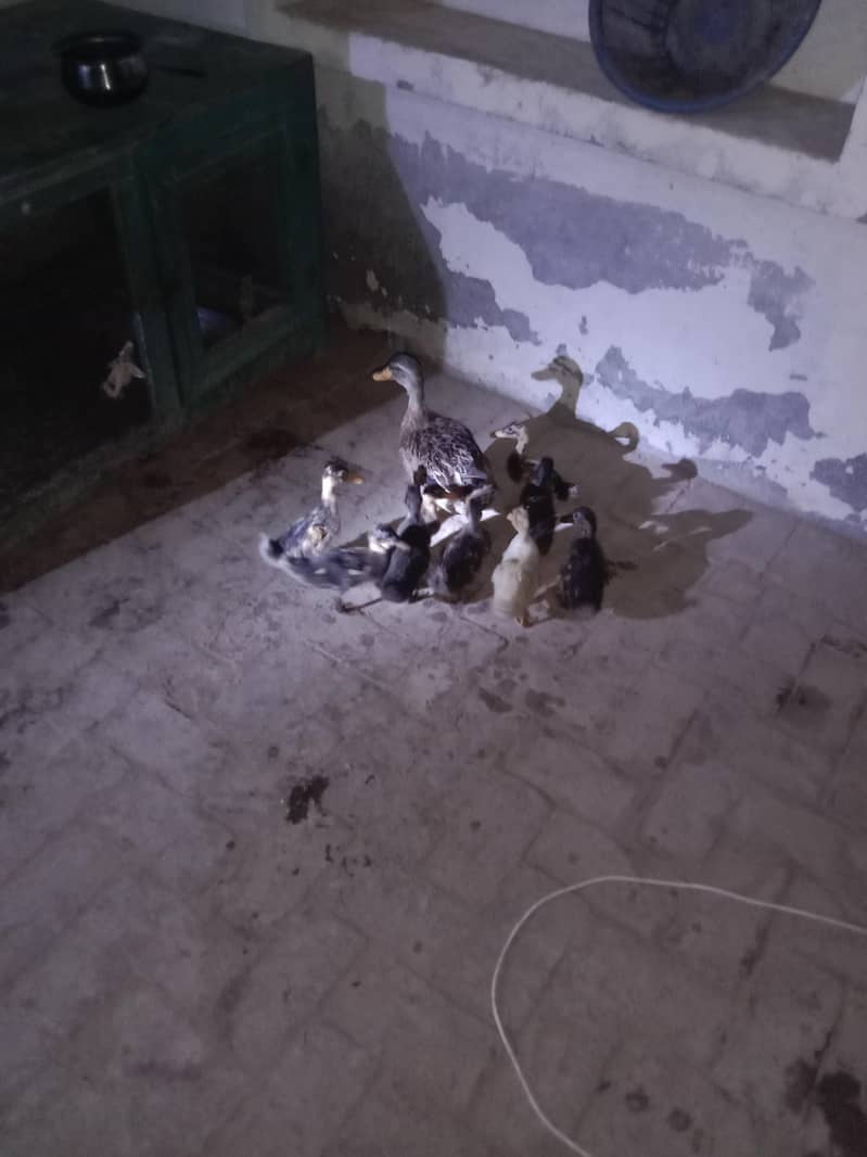 ducks 1