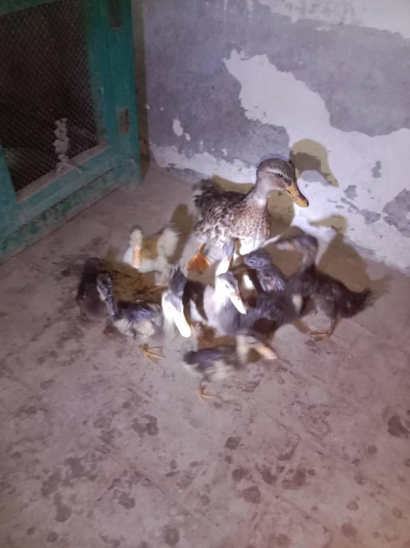 ducks 2