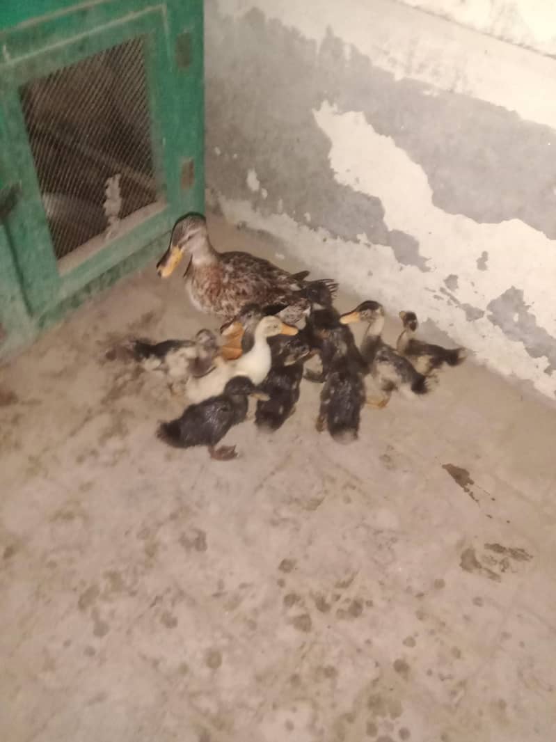 ducks 3