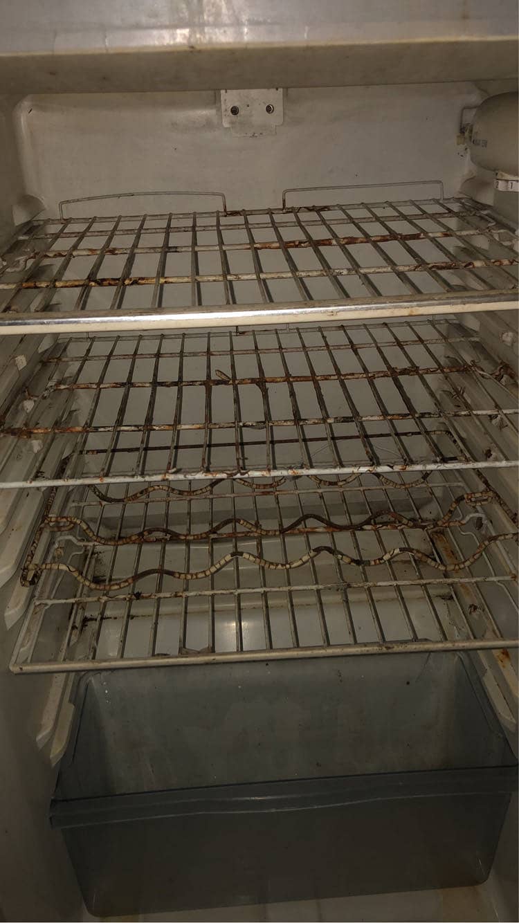Normal condition Fridge 3
