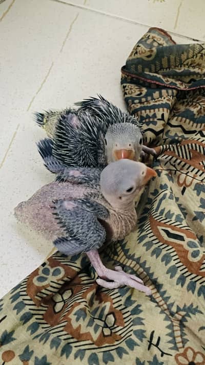 Ringneck Chiks