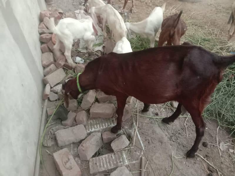 goats 1