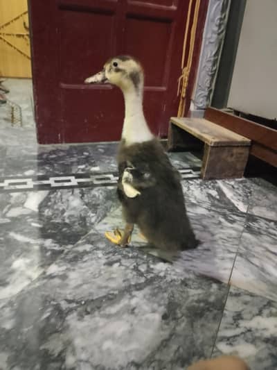 healthy duck for sale