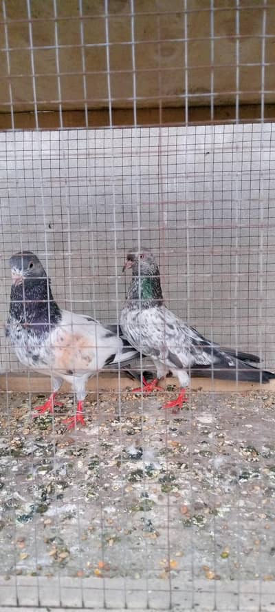 golden kamager pear high fly birds