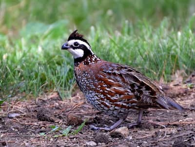 Fancy quail