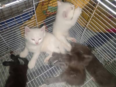 cute kitten