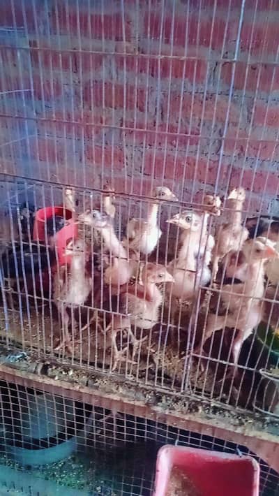 Burmi +Mainwali breeds available