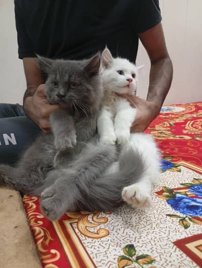 Parsiian kitten pair