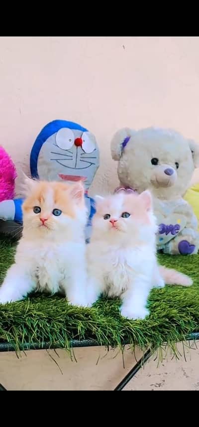 Quality Persian Punch face cat & kitten is03194866952Whatsapp