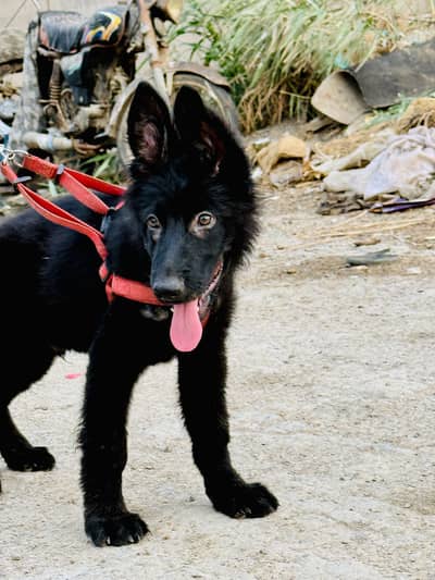 Black jermon shepherd