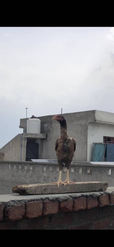 Aseel Amroha Nasal Female