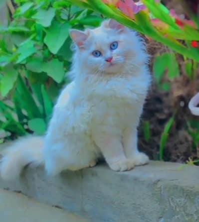 Russian cat