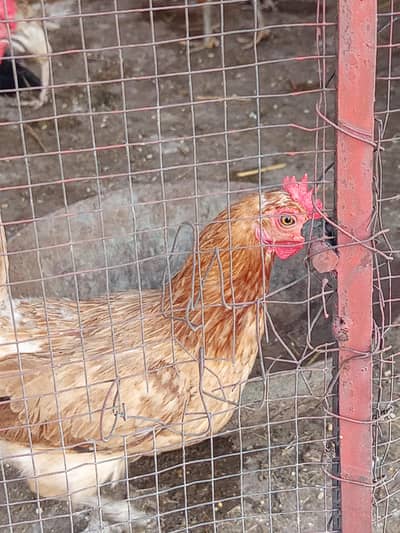golden hen's Laying eggs