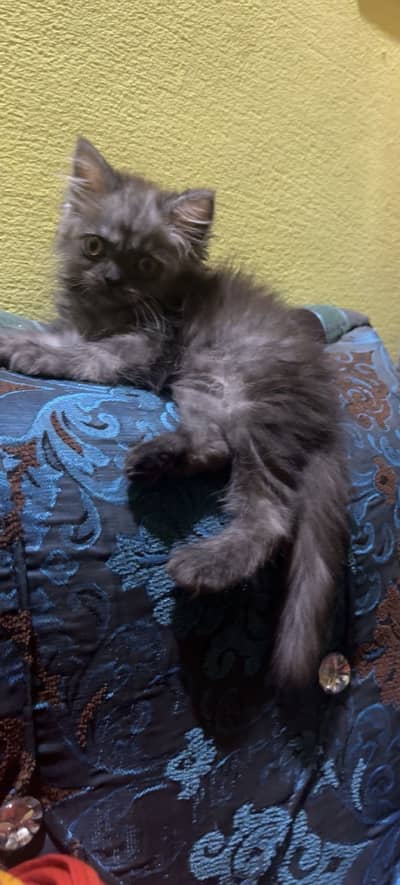 Persian kitten