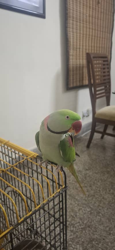 Raw Hand Tamed Speaking Male Parrot, With Cage, Urgent Sale
