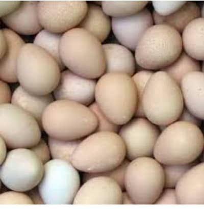 Guinea fowl Eggs