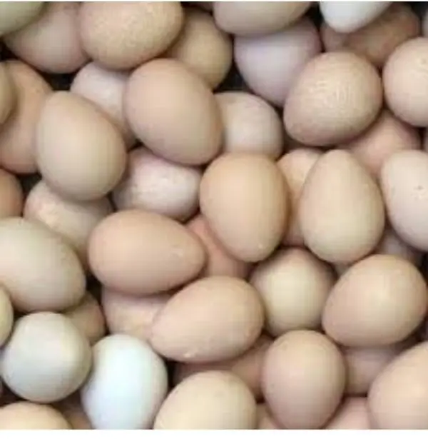 Guinea fowl Eggs