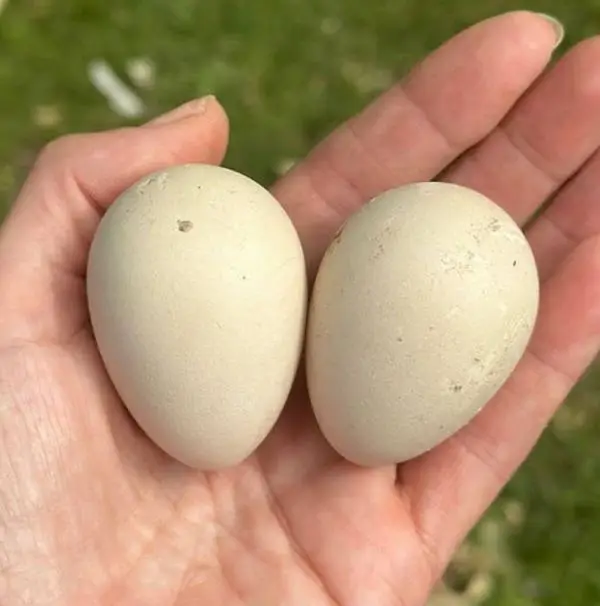 Guinea fowl Eggs — photo 2