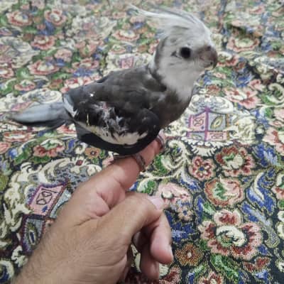 Tamed and simple parrots for sale. . . Location. . Multan