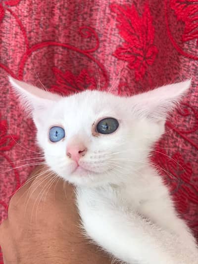 Beautiful White Persian Kitten For Sale . 03196587400 message on whats