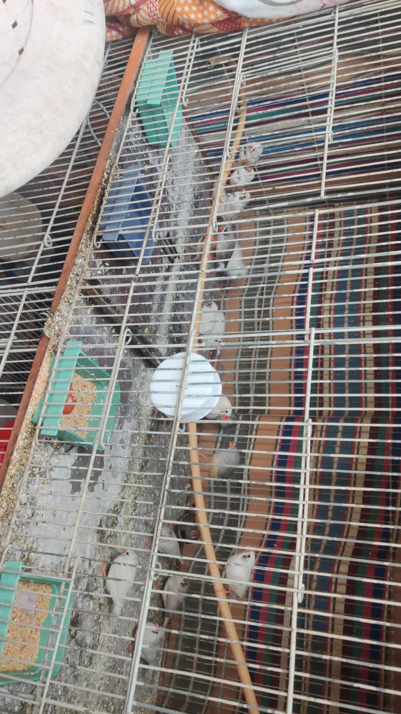 Java Colony & Finch 7
