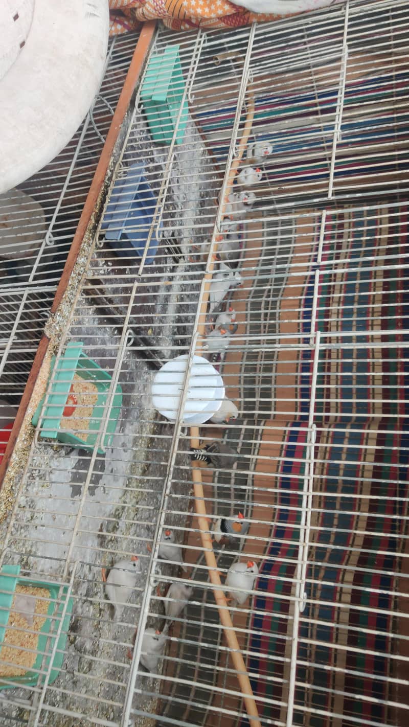 Java Colony & Finch 8