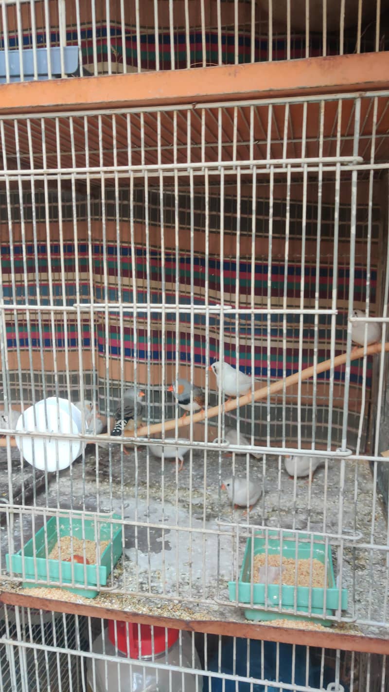 Java Colony & Finch 9