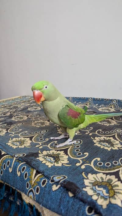 Kashmiri raw parrots