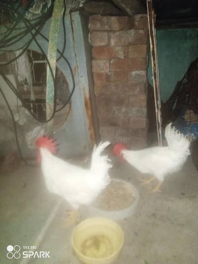 2 white male and 1 dasi pair