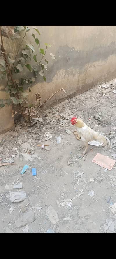 Bangum boskey Murga