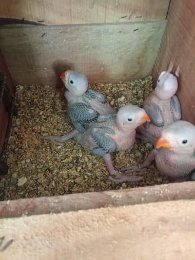 jumbo size ringneck chicks