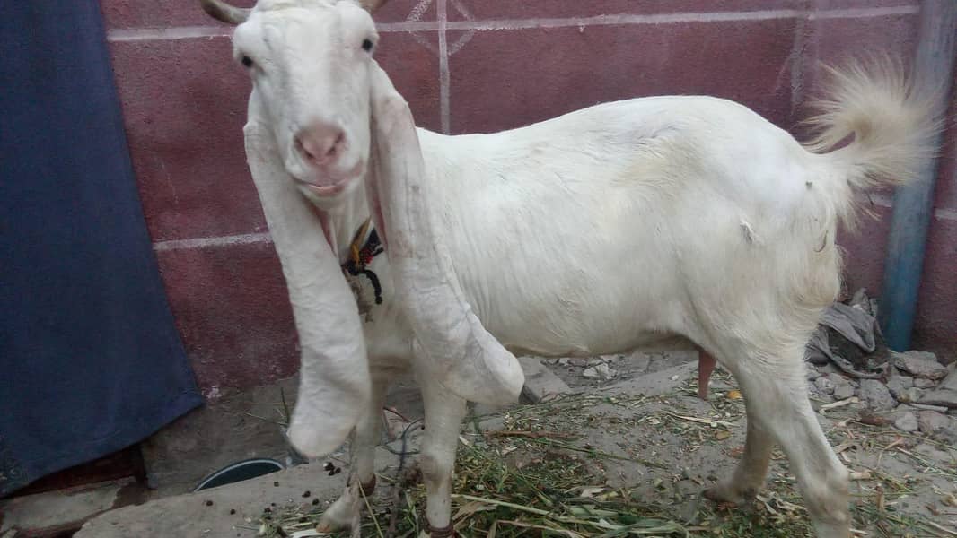 Bakri.  Eid Special – خوبصورت گلابی بکر ی برائے فروخت 0