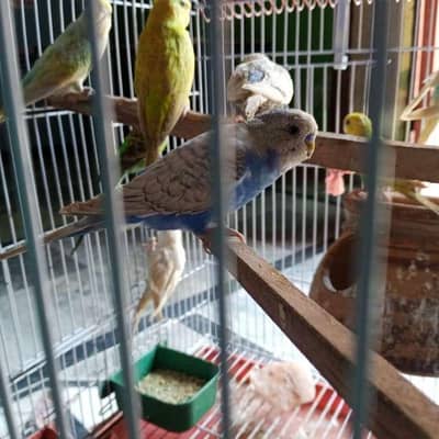 Budgies pairs homebreed