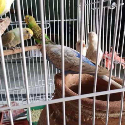 Budgies pairs homebreed