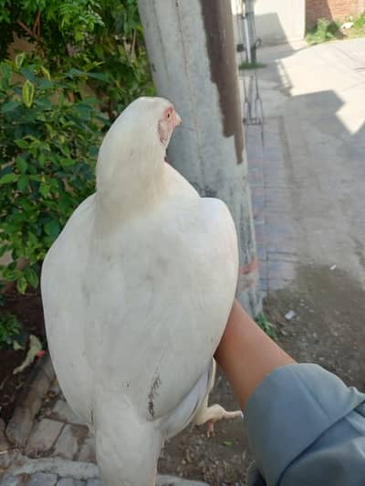 Hera aseel murgi shoras nali white eyes Lal dora white nok white legs