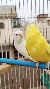 Australian Parrots Red Eyes