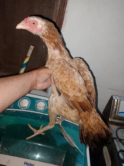 High quality aseel kurak murgi for sale