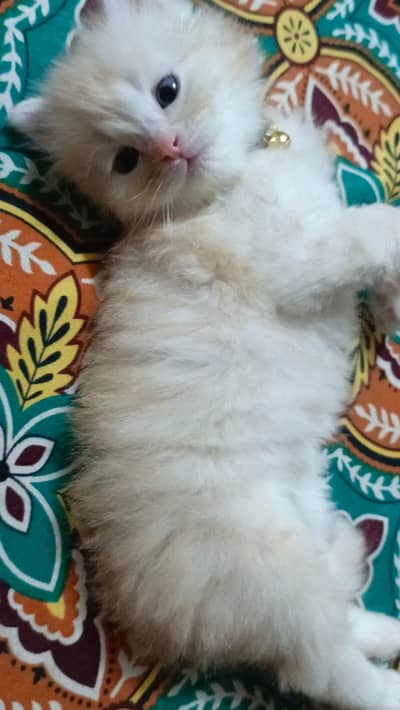 Persian cat