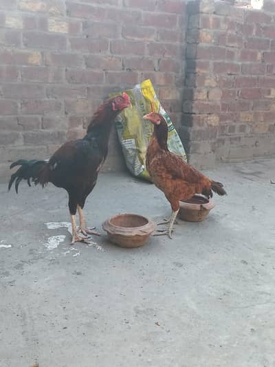 murgi burning   eggs  5 da de ha