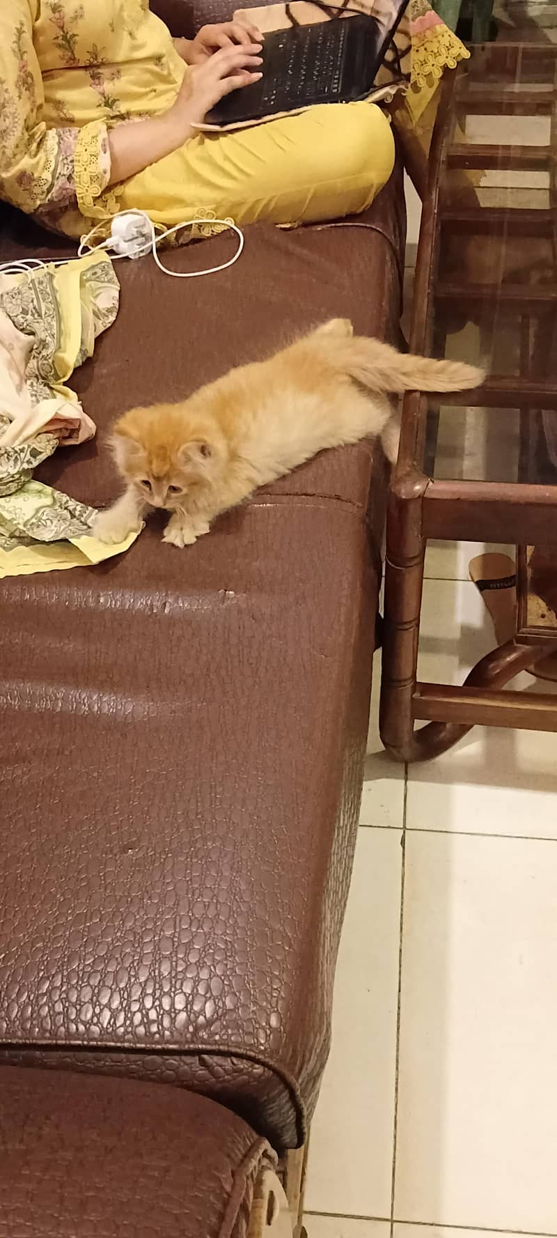 cat  0