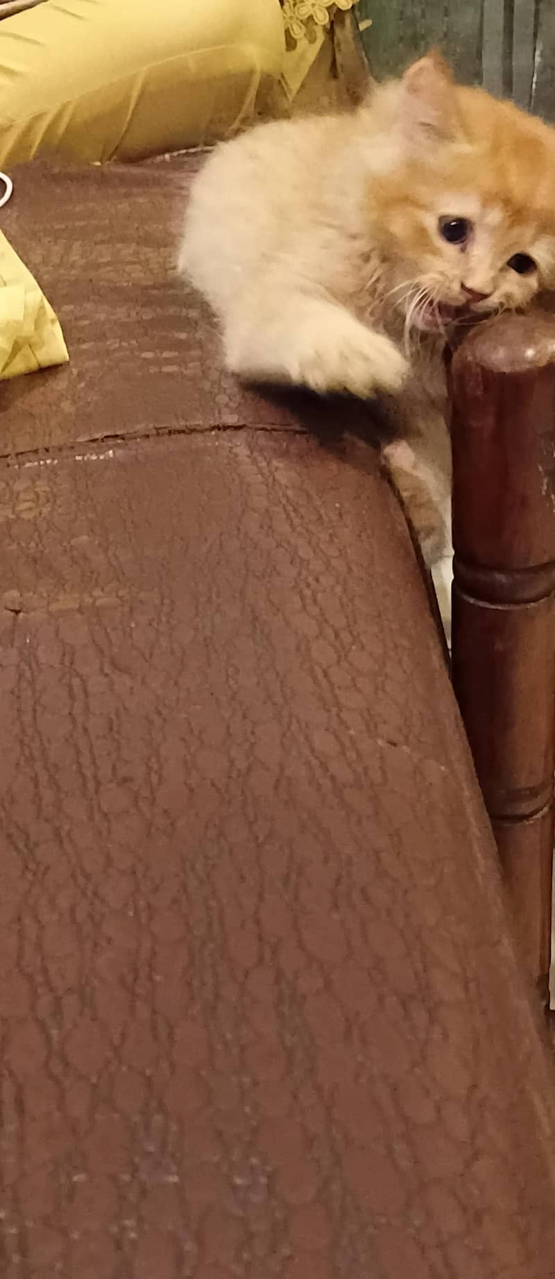 cat  2