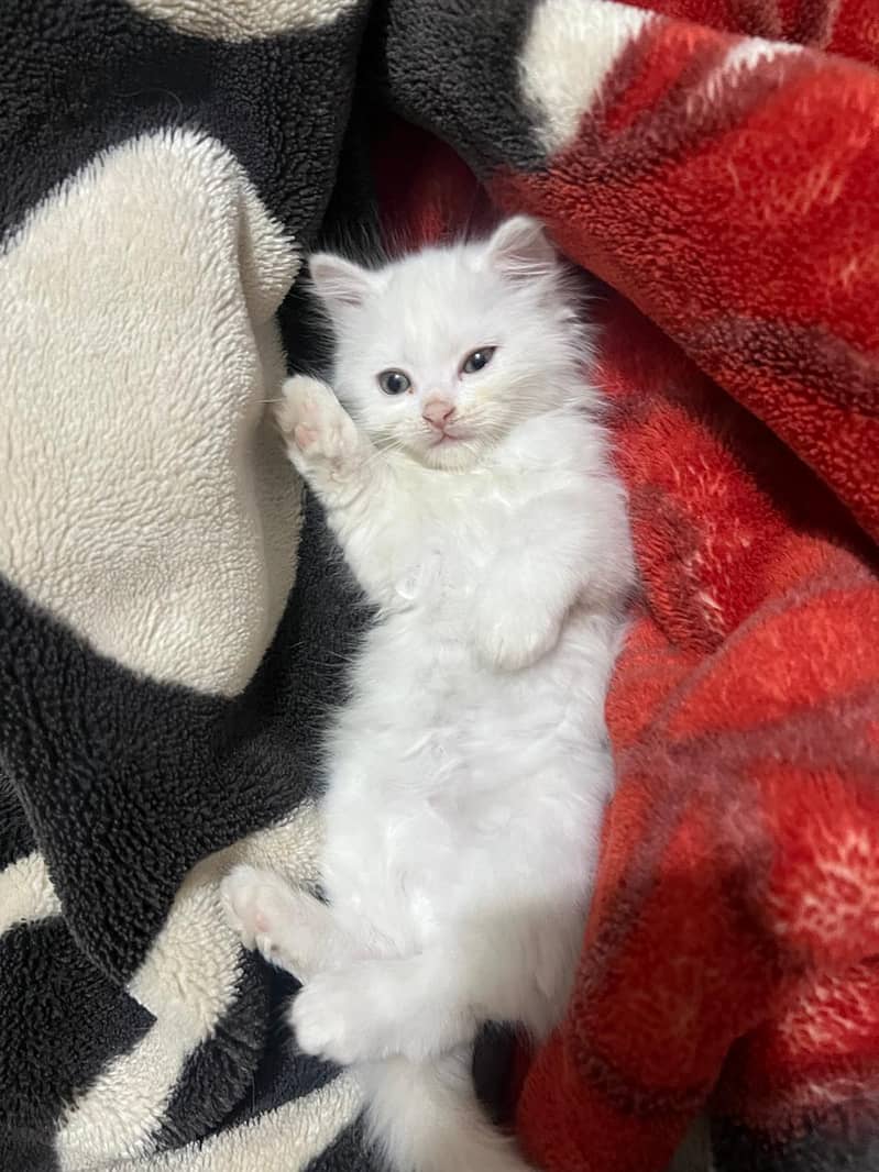 kitten 0