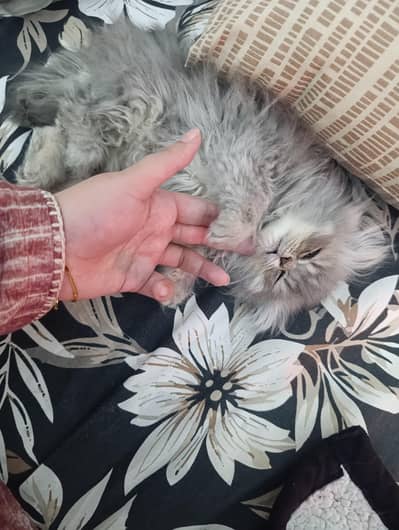 Playful and Cute 2-Month-Old Male Persian Kitten