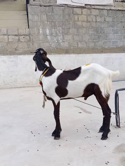 ablak